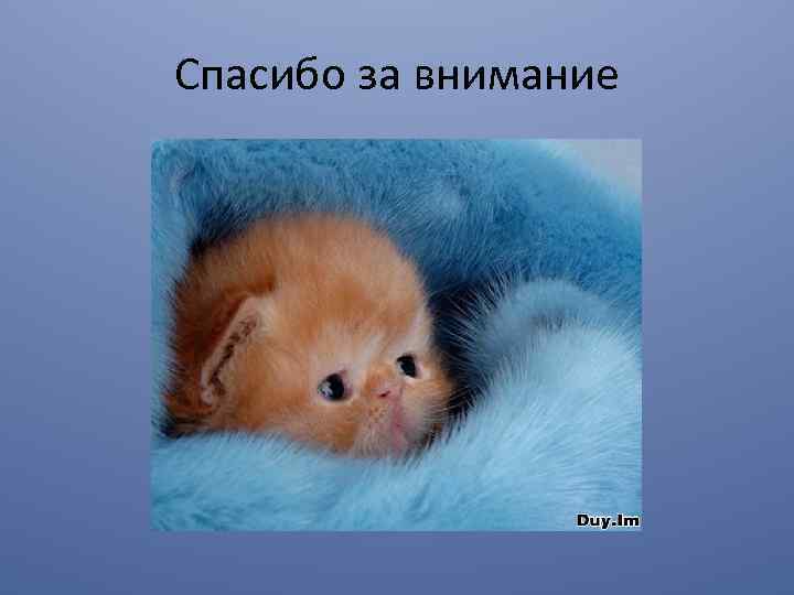 Спасибо за внимание 