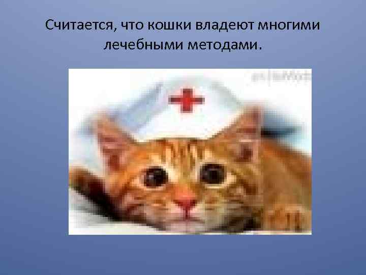 Считается, что кошки владеют многими лечебными методами. 