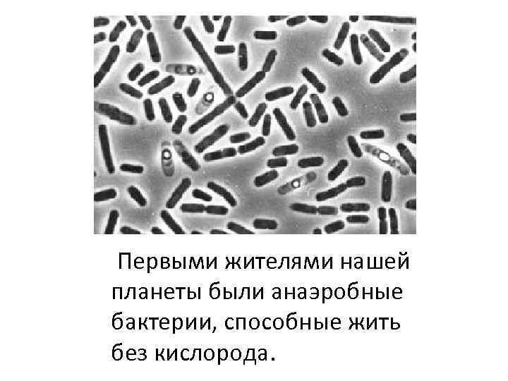  Первыми жителями нашей планеты были анаэробные бактерии, способные жить без кислорода. 