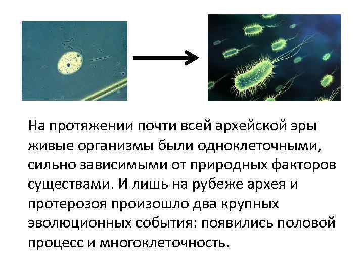На протяжении почти всей архейской эры живые организмы были одноклеточными, сильно зависимыми от природных