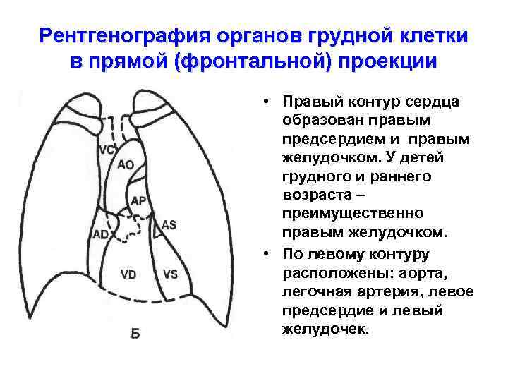 Каким номером на рисунке обозначено сердце появившееся у первых истинных наземных позвоночных