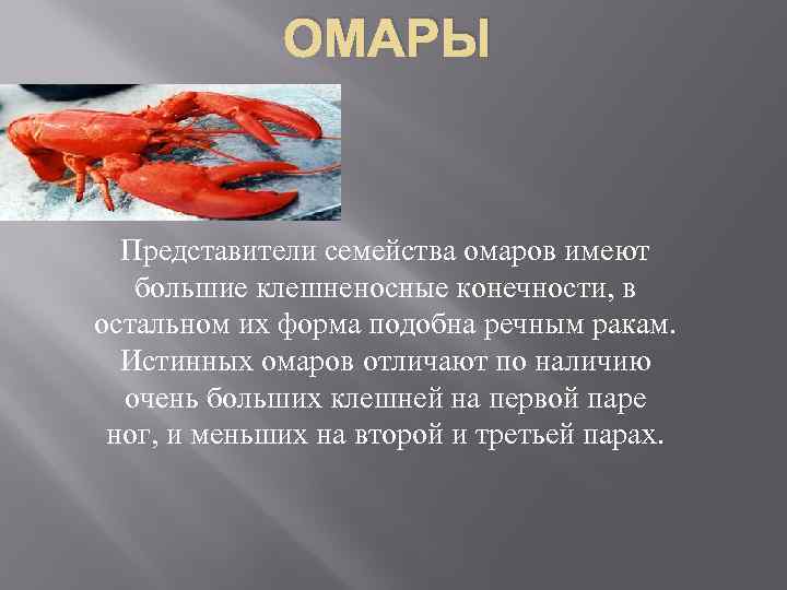 ОМАРЫ Представители семейства омаров имеют большие клешненосные конечности, в остальном их форма подобна речным