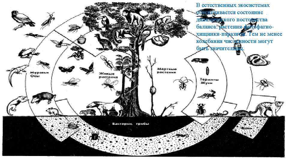 В естественной экосистеме круговорот веществ