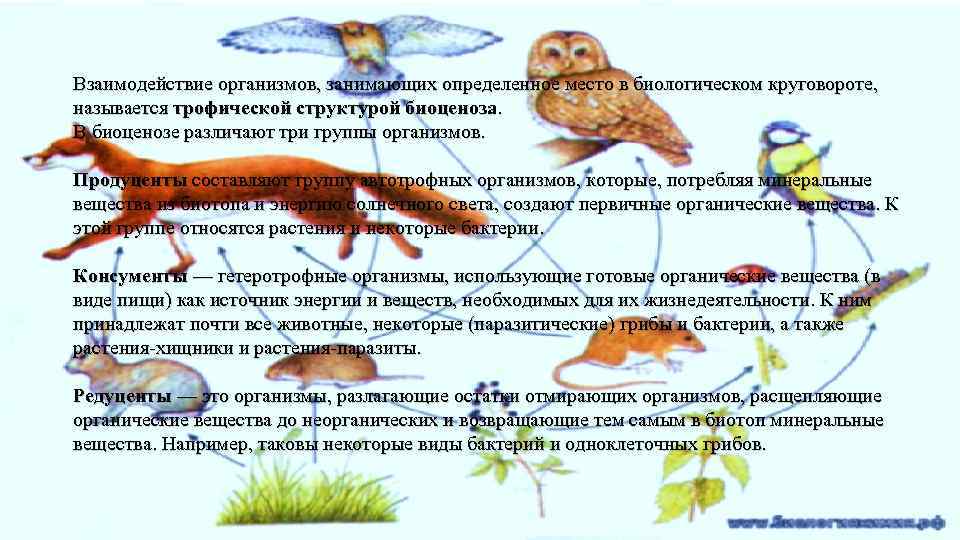Взаимодействие организмов, занимающих определенное место в биологическом круговороте, называется трофической структурой биоценоза. В биоценозе