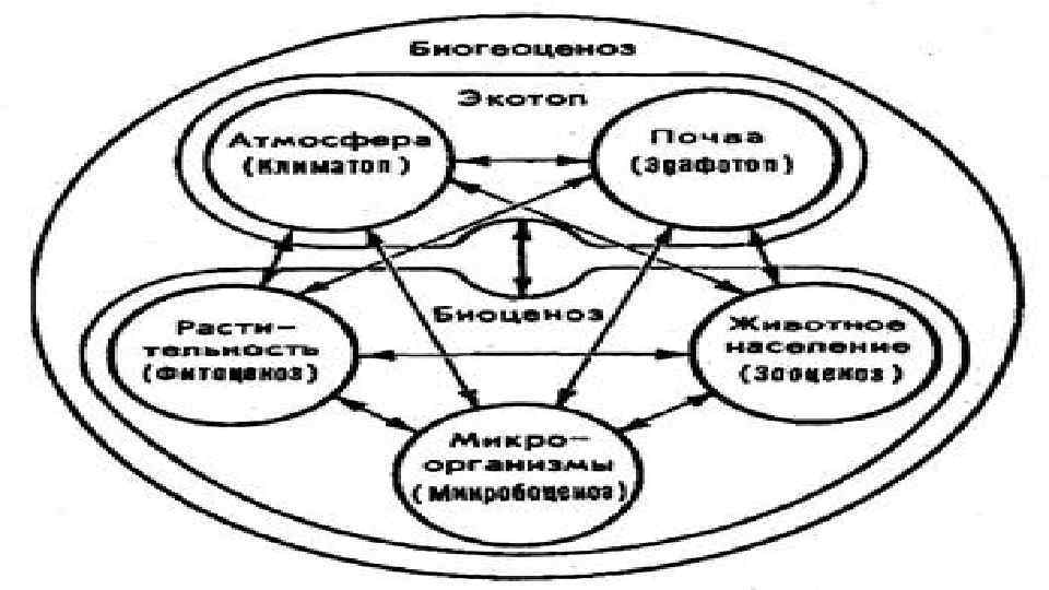 Факторы среды взаимодействующие в биогеоценозе. Схема биогеоценоза. Компоненты биогеоценоза. Источник энергии биогеоценоза. Факторы биогеоценоза.