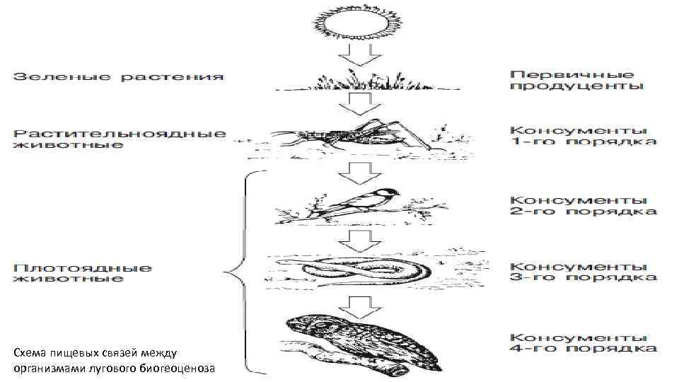 Пищевые взаимоотношения между организмами называют. . Схема пищевых связей между организмами Лугового биогеоценоза. Схема биогеоценоза. Схема Icy.