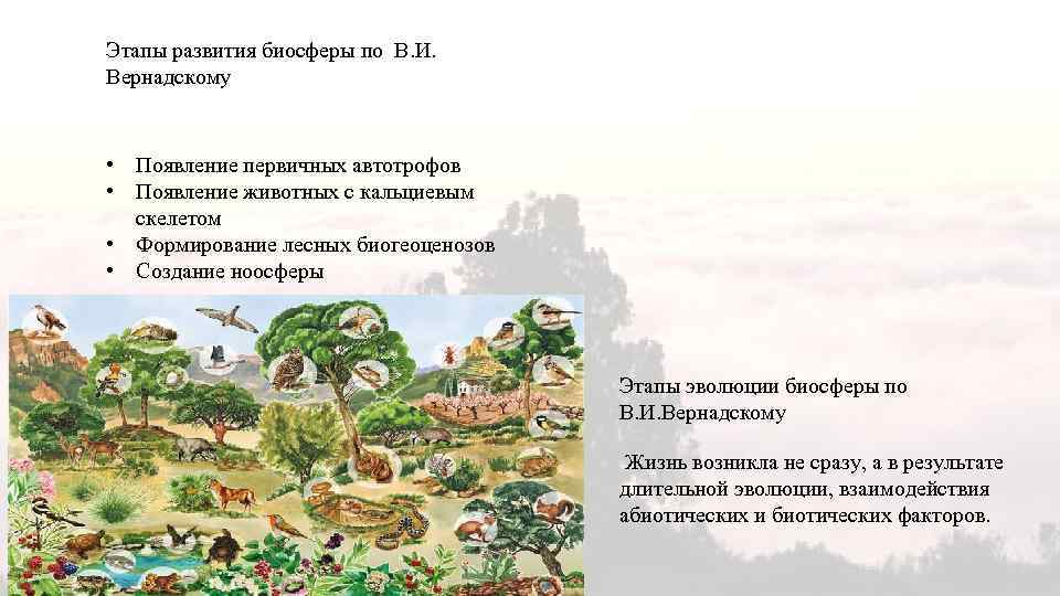 Этапы развития биосферы по В. И. Вернадскому • Появление первичных автотрофов • Появление животных