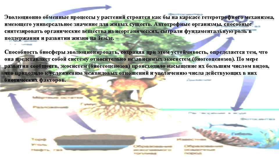 Эволюционно обменные процессы у растений строятся как бы на каркасе гетеротрофного механизма, имеющего универсальное