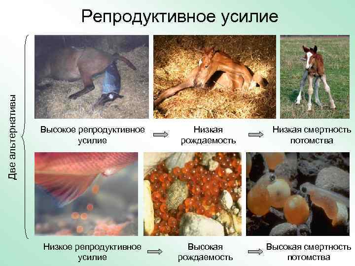 Две альтернативы Репродуктивное усилие Высокое репродуктивное усилие Низкая рождаемость Высокая рождаемость Низкая смертность потомства