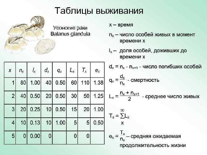 Таблицы выживания Усоногие раки Balanus glandula 