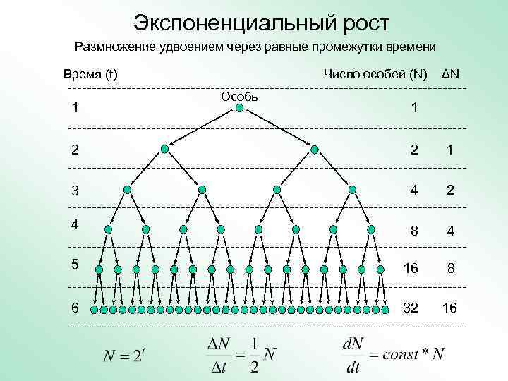 Экспоненциальный рост Размножение удвоением через равные промежутки времени Время (t) 1 Число особей (N)