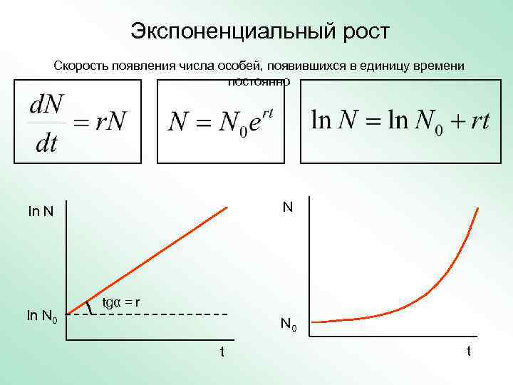 Влияние различных условий на рост и размножение дрожжей проект