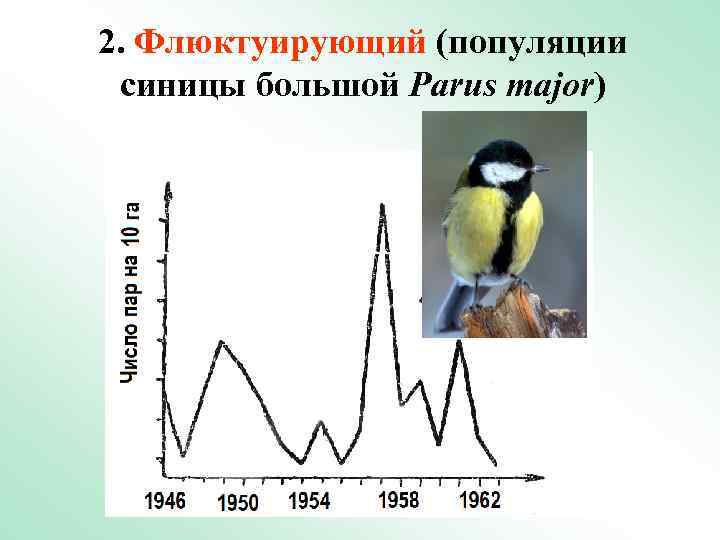 2. Флюктуирующий (популяции синицы большой Parus major) 