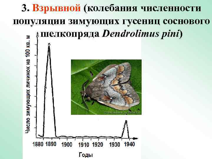 3. Взрывной (колебания численности популяции зимующих гусениц соснового шелкопряда Dendrolimus pini) 
