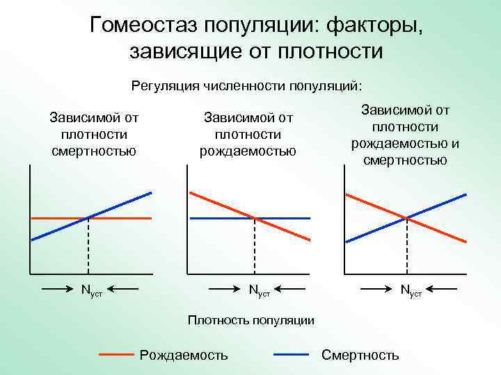 Гомеостаз популяции: факторы, зависящие от плотности Регуляция численности популяций: Зависимой от плотности смертностью Зависимой