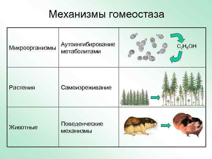 Механизмы гомеостаза Микроорганизмы Аутоингибирование метаболитами Растения Самоизреживание Животные Поведенческие механизмы C 2 H 5