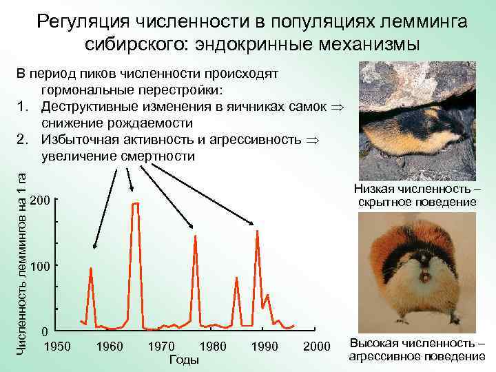 Регуляция численности в популяциях лемминга сибирского: эндокринные механизмы Численность леммингов на 1 га В
