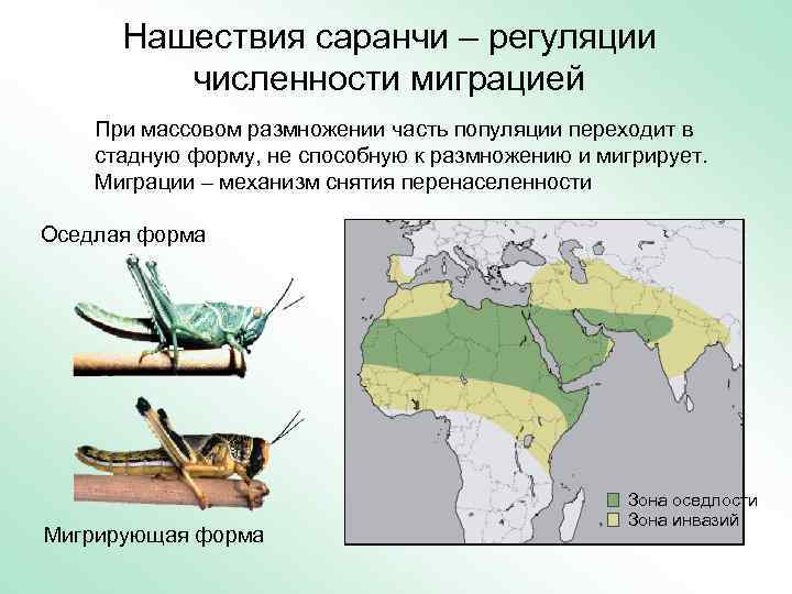 Нашествия саранчи – регуляции численности миграцией При массовом размножении часть популяции переходит в стадную