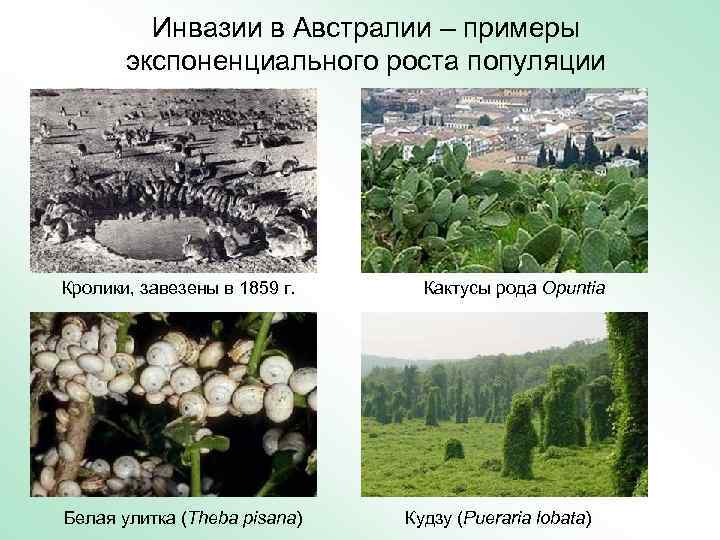 Инвазии в Австралии – примеры экспоненциального роста популяции Кролики, завезены в 1859 г. Белая