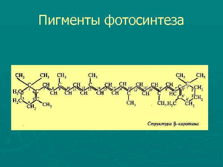 Пигменты фотосинтеза 