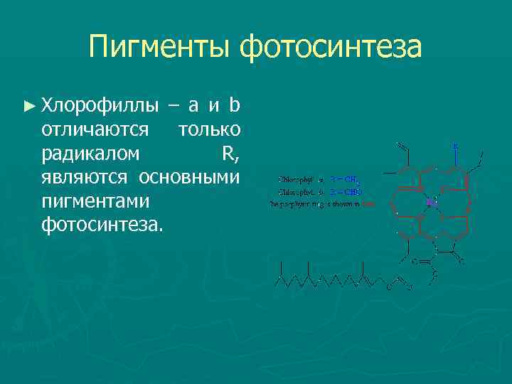 Пигменты фотосинтеза ► Хлорофиллы – а и b отличаются только радикалом R, являются основными