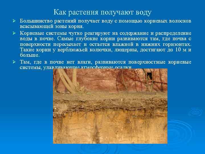 Как растения получают воду Большинство растений получает воду с помощью корневых волосков всасывающей зоны