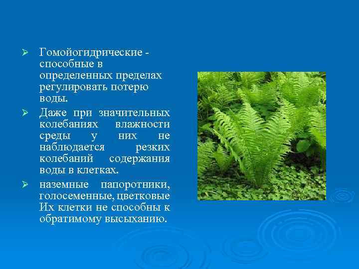 Гомойогидрические способные в определенных пределах регулировать потерю воды. Ø Даже при значительных колебаниях влажности