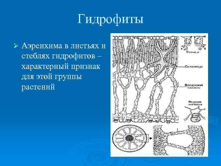 Гидрофиты Ø Аэренхима в листьях и стеблях гидрофитов – характерный признак для этой группы