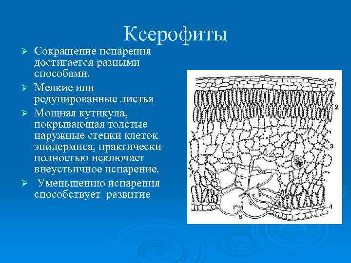 Ксерофиты Сокращение испарения достигается разными способами. Ø Мелкие или редуцированные листья Ø Мощная кутикула,