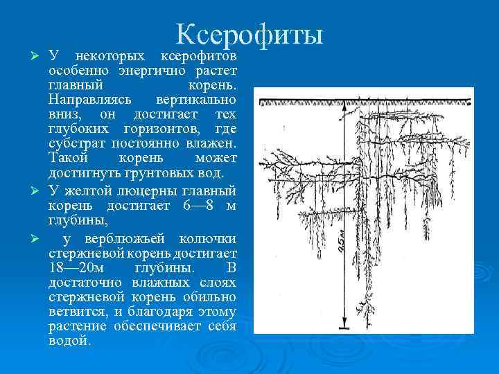 Ксерофиты ксерофитов У некоторых ксерофитов особенно энергично растет главный корень. Направляясь вертикально вниз, он