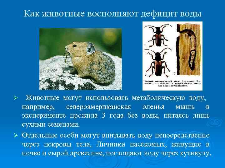 Как животные восполняют дефицит воды Животные могут использовать метаболическую воду, например, североамериканская оленья мышь