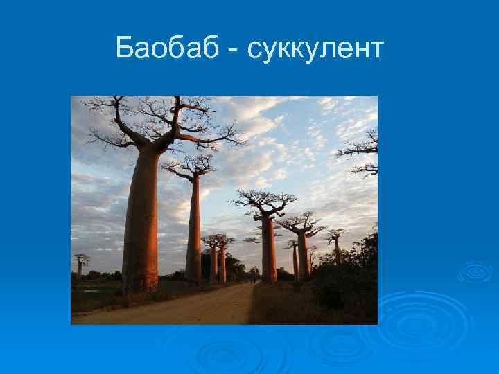 Баобаб - суккулент 