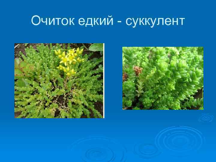 Очиток едкий - суккулент 