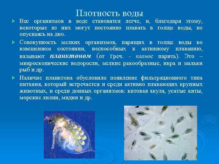 Плотность воды Вес организмов в воде становятся легче, и, благодаря этому, некоторые из них