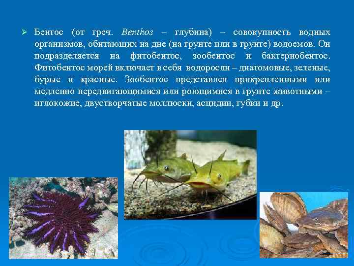 Ø Бентос (от греч. Benthos – глубина) – совокупность водных организмов, обитающих на дне