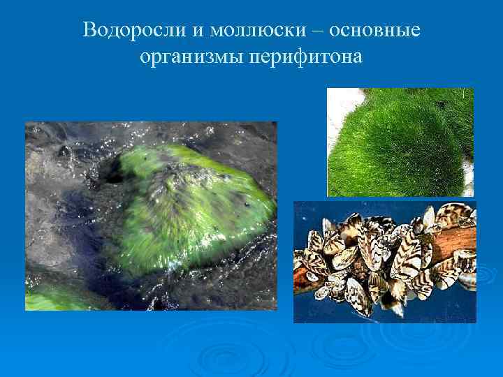 Водоросли и моллюски – основные организмы перифитона 