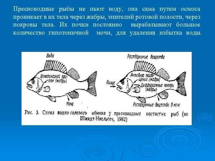 Пресноводные рыбы не пьют воду, она сама путем осмоса проникает в их тела через