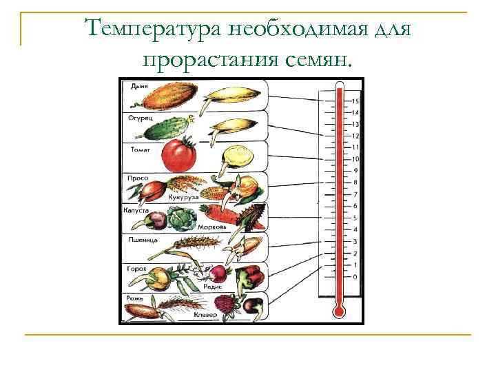 Температура необходимая для прорастания семян. 