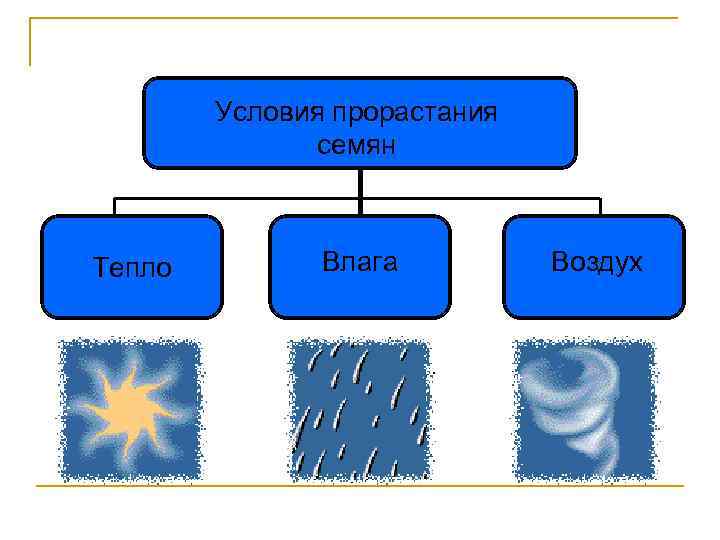 Условия прорастания семян Тепло Влага Воздух 