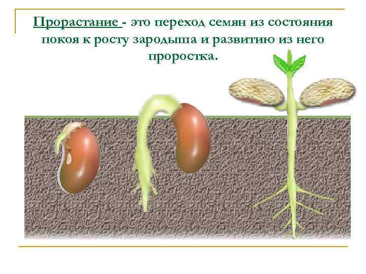 Прорастание - это переход семян из состояния покоя к росту зародыша и развитию из