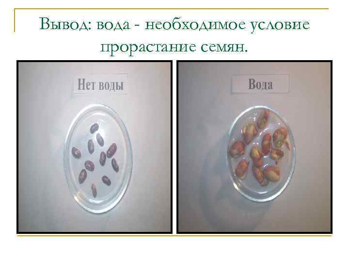 Вывод: вода - необходимое условие прорастание семян. 