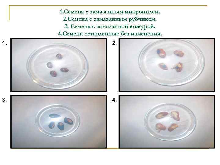 1. Семена с замазанным микропилем. 2. Семена с замазанным рубчиком. 3. Семена с замазанной