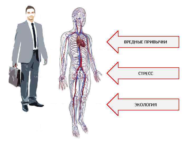 ВРЕДНЫЕ ПРИВЫЧКИ СТРЕСС ЭКОЛОГИЯ 
