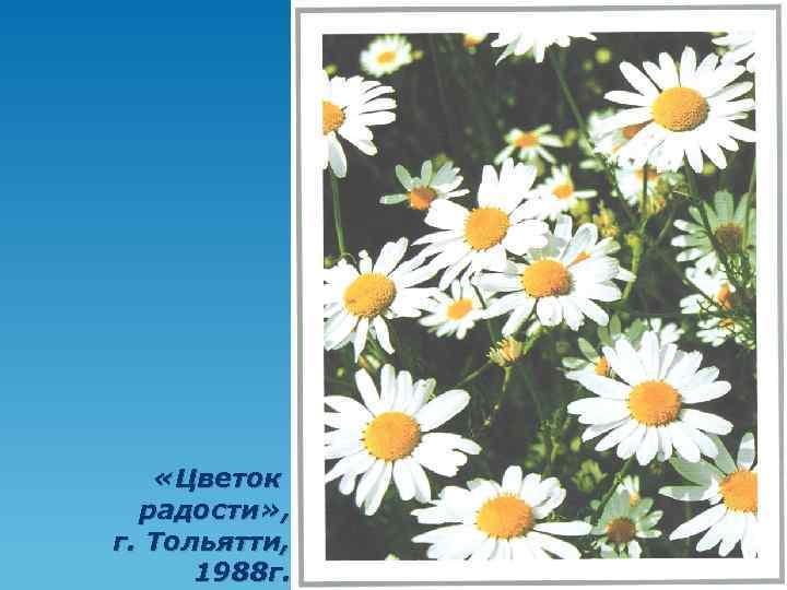  «Цветок радости» , г. Тольятти, 1988 г. 