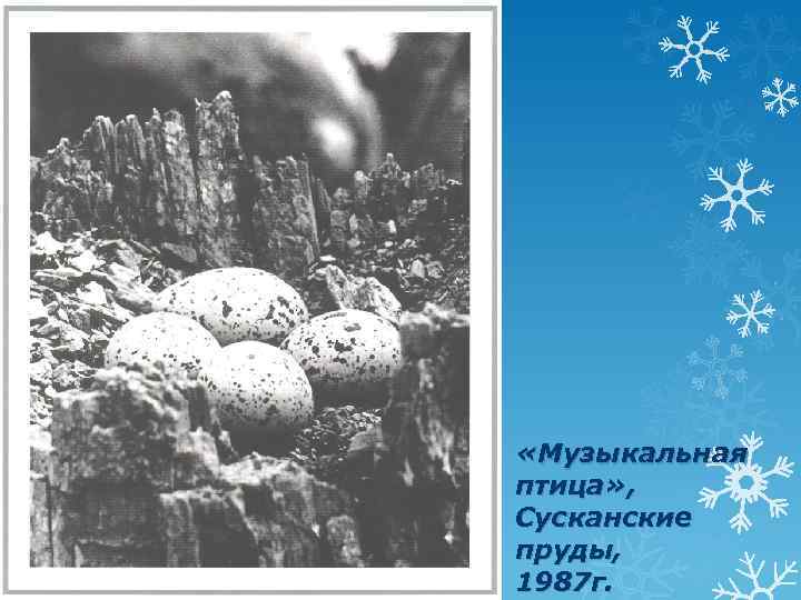  «Музыкальная птица» , Сусканские пруды, 1987 г. 