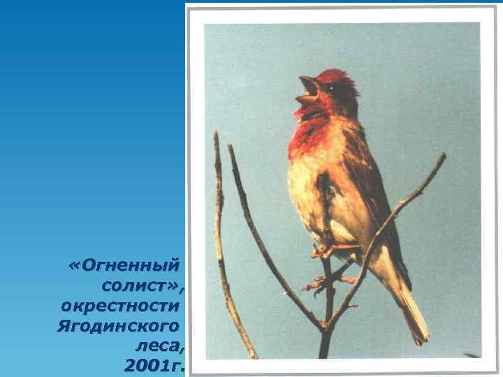  «Огненный солист» , окрестности Ягодинского леса, 2001 г. 