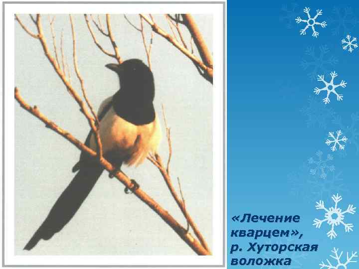  «Лечение кварцем» , р. Хуторская воложка 