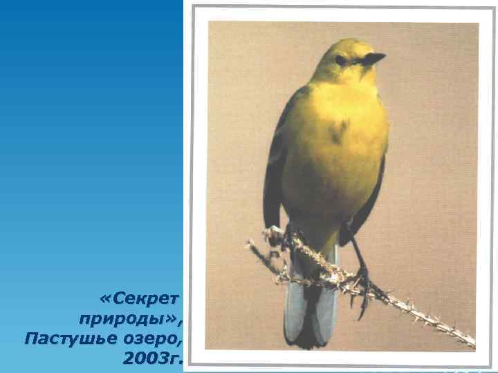  «Секрет природы» , Пастушье озеро, 2003 г. 