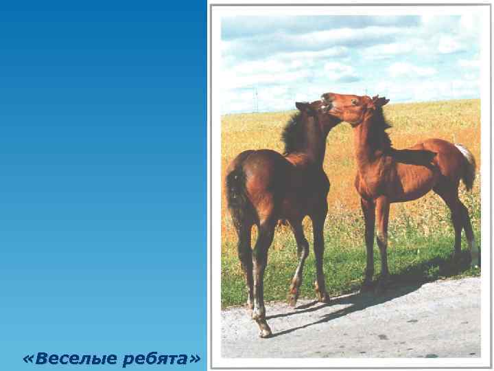  «Веселые ребята» 