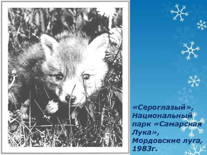  «Сероглазый» , Национальный парк «Самарская Лука» , Мордовские луга, 1983 г. 